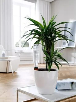 Hydro Wine Container Watering System, Set Of 4 -US Organic Seed Sales Store 8609224 02V tif