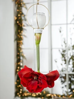 Waxed Amaryllis Brass Hangers, Set Of 3 -US Organic Seed Sales Store 8609252 2020 6014