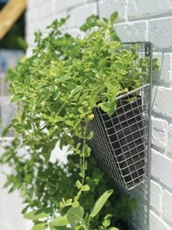 Wire Wall Pockets Vertical Gardens -US Organic Seed Sales Store 8609429 9500 tif