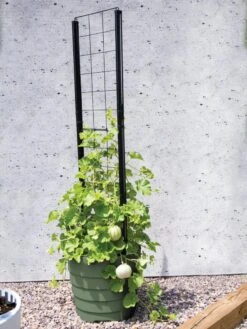 Gardener’s Victory Self-Watering Planter With Vine Trellis -US Organic Seed Sales Store 8610238 15487 tif