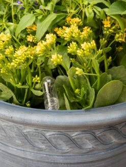 Adjustable Self-Watering Insert For Pots And Planters 19 Adjustable Self-Watering Insert For Pots And Planters -US Organic Seed Sales Store 8610250 0010 tif