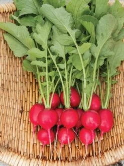 Family Garden Organic Seed Collection, Set Of 7 -US Organic Seed Sales Store 8610262 Cherry Belle Radish 06V tif