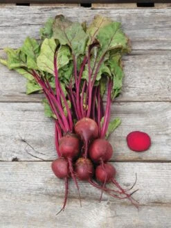 Family Garden Organic Seed Collection, Set Of 7 -US Organic Seed Sales Store 8610262 Detroit Dark Red Beet 03V tif