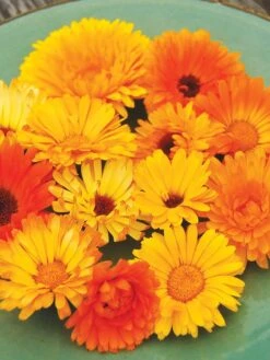 Family Garden Organic Seed Collection, Set Of 7 -US Organic Seed Sales Store 8610262 Pacific Beauty Calendula 07V tif