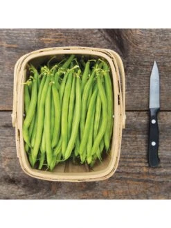 Antigua Bush Bean Organic Seeds -US Organic Seed Sales Store 8610262 antigua bean 8 15 18 05v