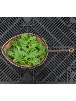 Silk Road Garden Organic Seed Collection, Set Of 6 7 Silk Road Garden Organic Seed Collection, Set Of 6 -US Organic Seed Sales Store 8610264 mizuna babyleaf 01v