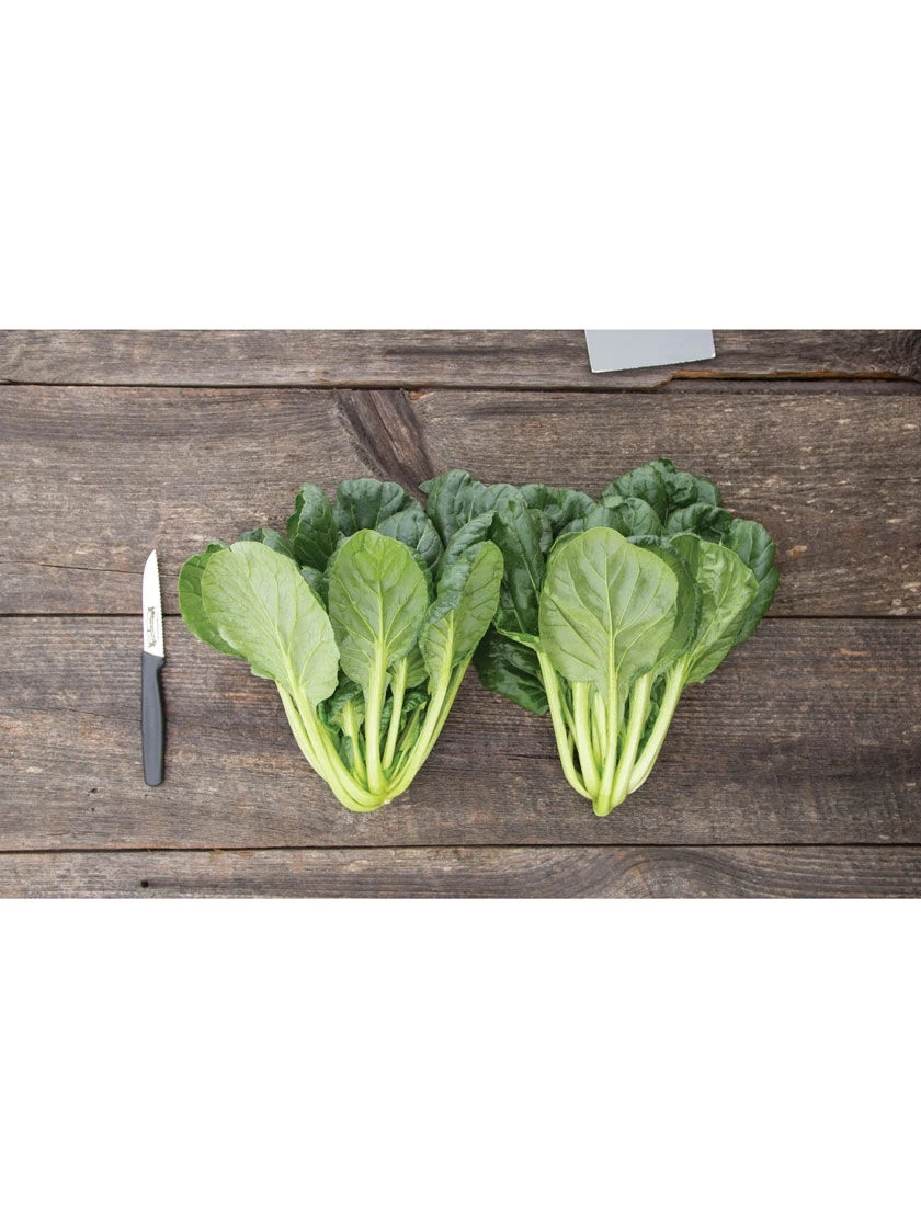 Silk Road Garden Organic Seed Collection, Set Of 6 2 Silk Road Garden Organic Seed Collection, Set Of 6 - Image 2