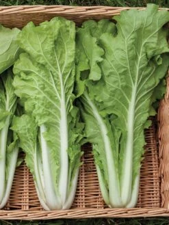 Silk Road Garden Organic Seed Collection, Set Of 6 8 Silk Road Garden Organic Seed Collection, Set Of 6 -US Organic Seed Sales Store 8610264 tokyo bekana 02v