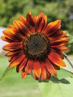 US Organic Seed Sales Store -US Organic Seed Sales Store 8610266 velvet queen sunflower 02v
