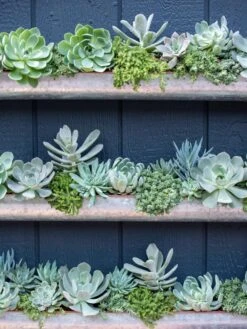 3-Tier Vertical Wall Planter, 3' 9 3-Tier Vertical Wall Planter, 3' -US Organic Seed Sales Store 8611013 055 tif