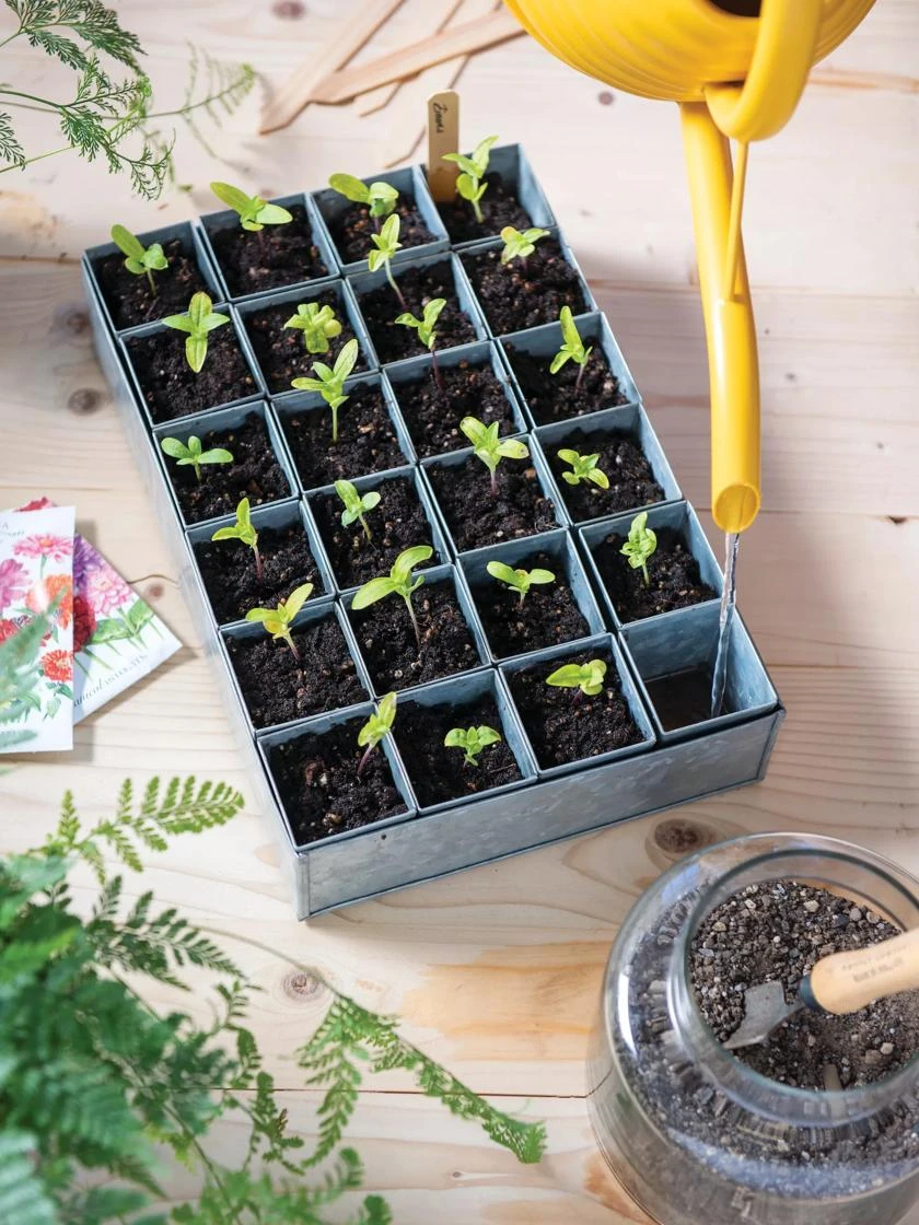 Self-Watering Galvanized Seed Starting Tray 2 Self-Watering Galvanized Seed Starting Tray - Image 2