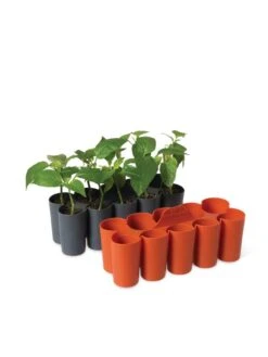 Sili-Seedlings® Seedling Tray, 10-Cell -US Organic Seed Sales Store 8611886 5192 tif