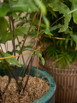 Brass Plated Grow Throughs, Set Of 2 9 Brass Plated Grow Throughs, Set Of 2 -US Organic Seed Sales Store 8612661 0043