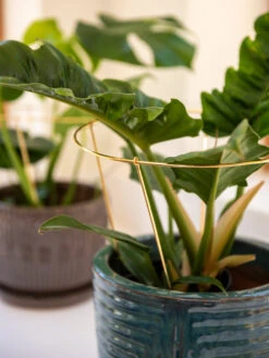 Brass Plated Grow Throughs, Set Of 2 8 Brass Plated Grow Throughs, Set Of 2 -US Organic Seed Sales Store 8612662 0047 brass plated grow throughs set of 2