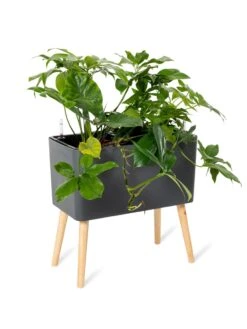 Ava Self-Watering Rectangular Planter -US Organic Seed Sales Store 8612691 0013