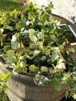 Round Rain Barrel With Planter, 35 Gallons -US Organic Seed Sales Store 8612856WALNT 03V tif