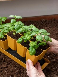 Gardener's Best® XL 6-Cell Planting Tray, Set Of 4 -US Organic Seed Sales Store 8613031 6300