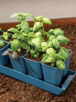 Gardener's Best® XL 6-Cell Planting Tray, Set Of 4 -US Organic Seed Sales Store 8613031 6302