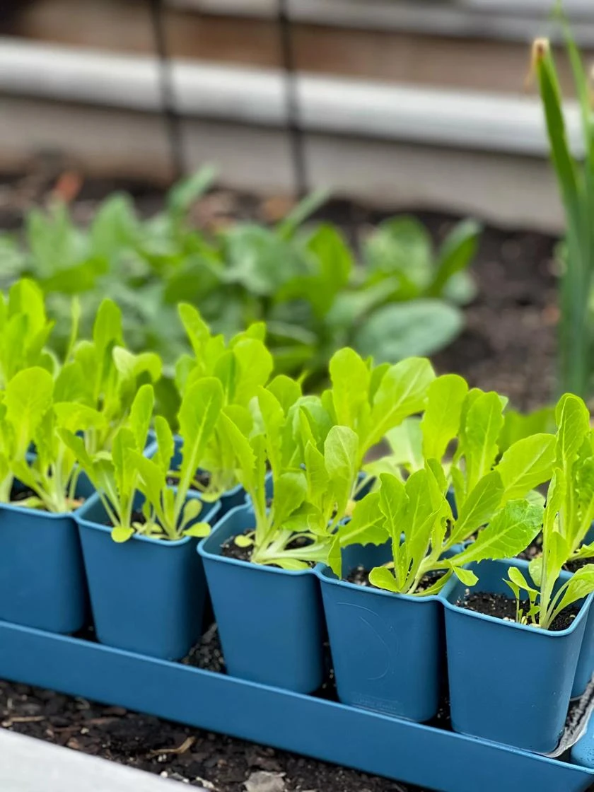 Gardener's Best® XL Seed Starting Kit 3 Gardener's Best® XL Seed Starting Kit - Image 3