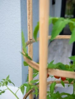 Elevated Bamboo Tomato Planter And Trellis -US Organic Seed Sales Store 8613502 0423