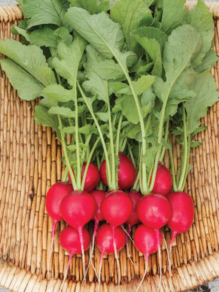 US Organic Seed Sales Store -US Organic Seed Sales Store 8610262 cherry belle radish 06v 768x1024 1